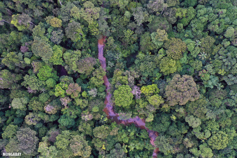 Rainforest creek in the Colombian Amazon