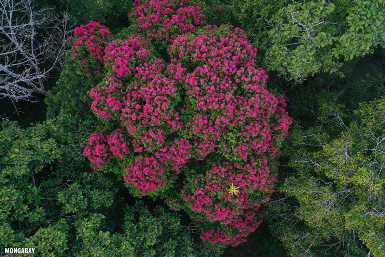 Rainforest tree with magenta flowers