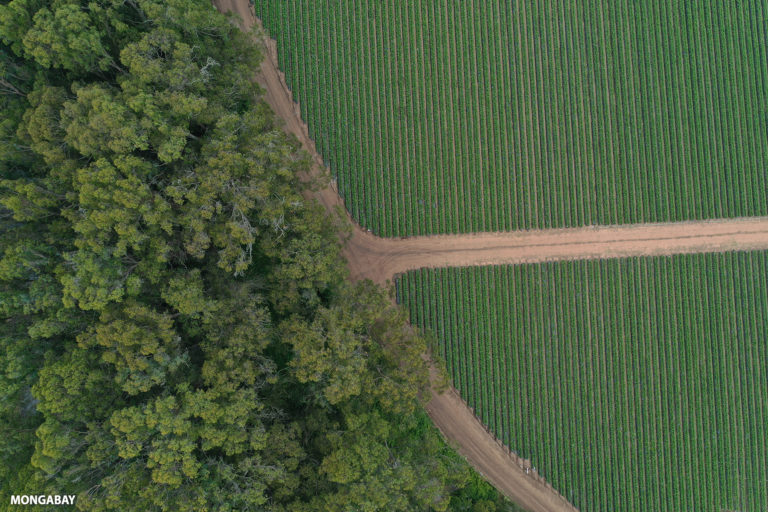 Agriculture and trees in California