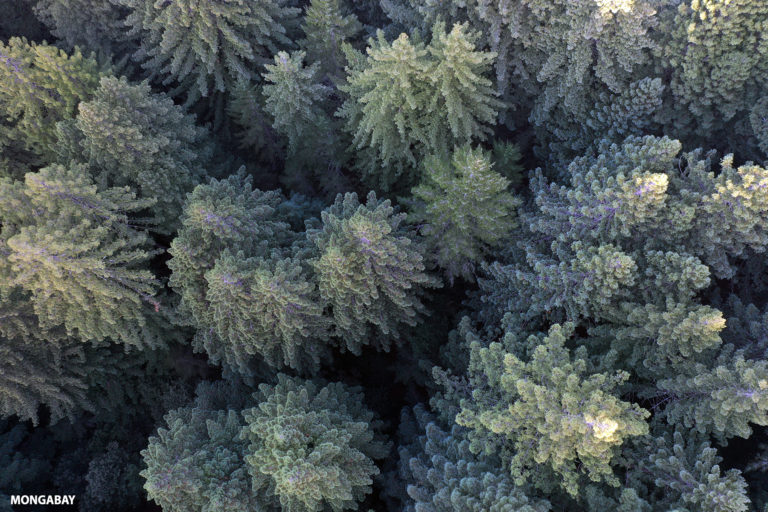 California redwood trees