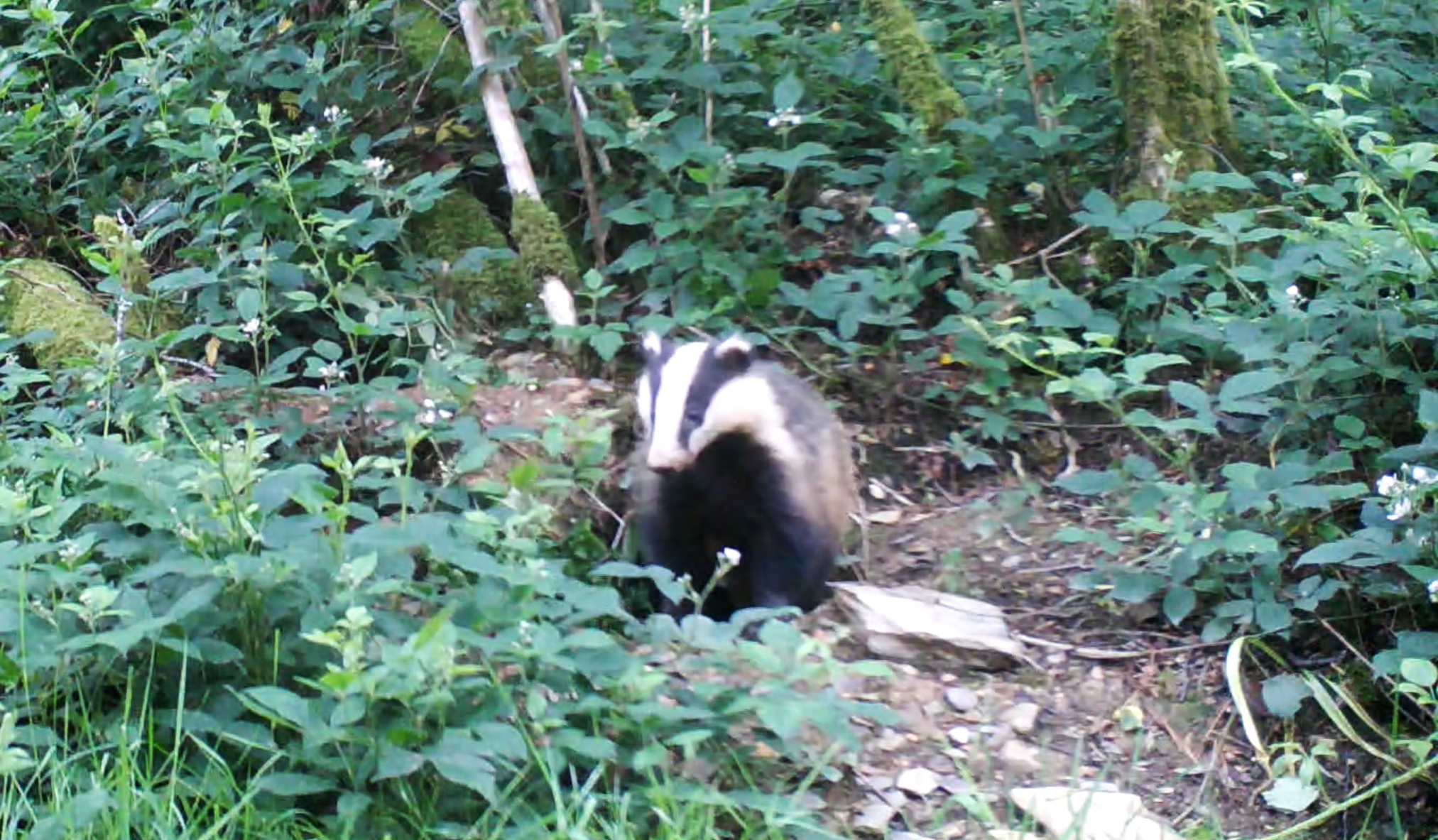 Why do Eurasian badgers live with foxes? Candid Animal Cam spots badgers Why do Eurasian badgers live with foxes? Candid Animal Cam spots badgers