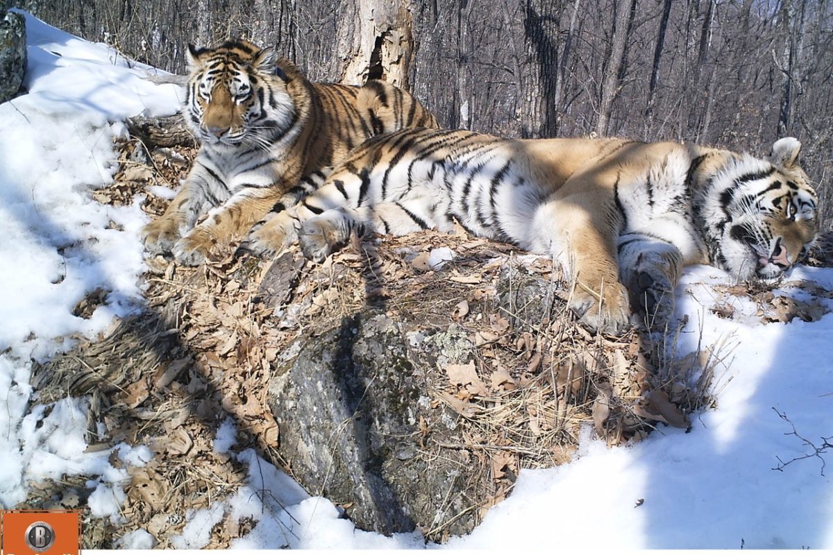 Saving the amur tiger