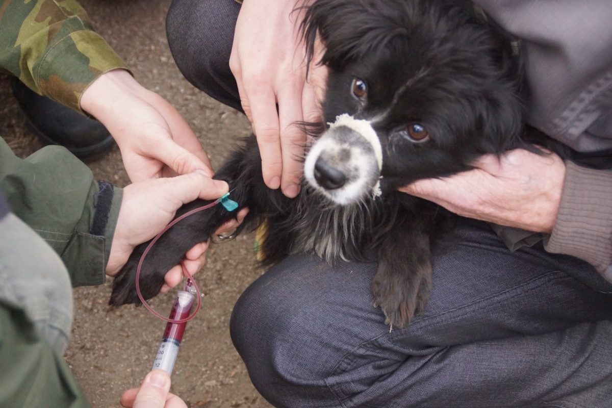 Vaccinations may be vital for saving Amur tigers from virus outbreaks