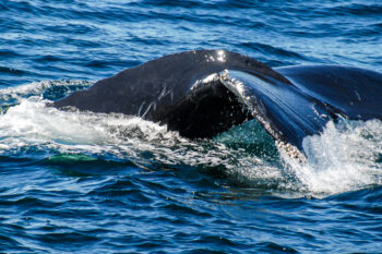 A humpback whale off the coast of the northeastern U.S. Image by John C. Cannon/Mongabay.