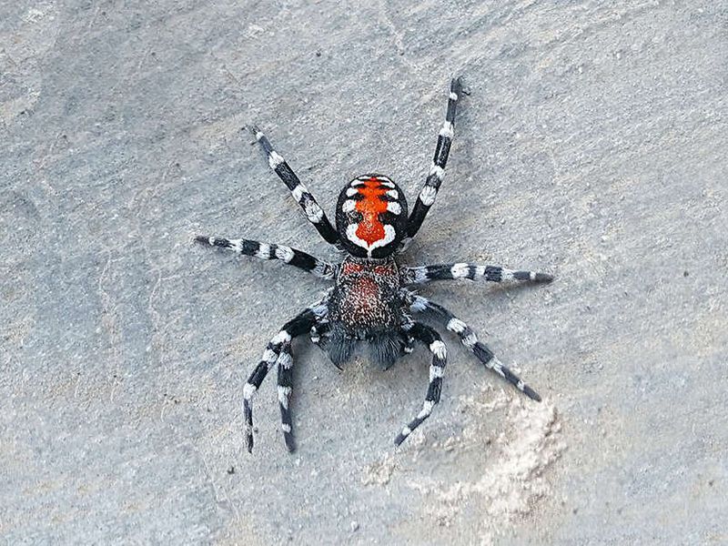 The red and white coloration reminded researchers of the Joker’s grin. Image from Niloofar Sheikh / Zamani et al. 2020.