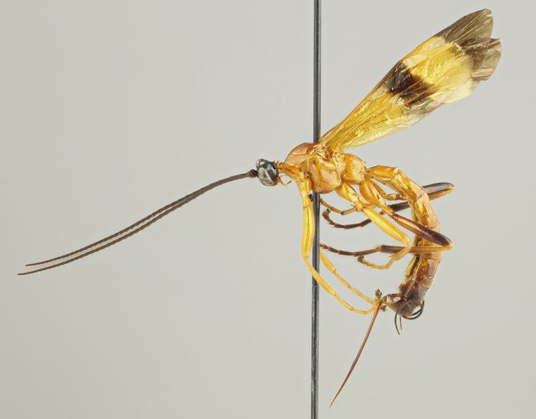 The tropical parasitoid Acrotaphus wasps manipulate the behavior of their host spiders in a complex way. The species of the genus are large and colorful. Image by Kari Kaunisto.