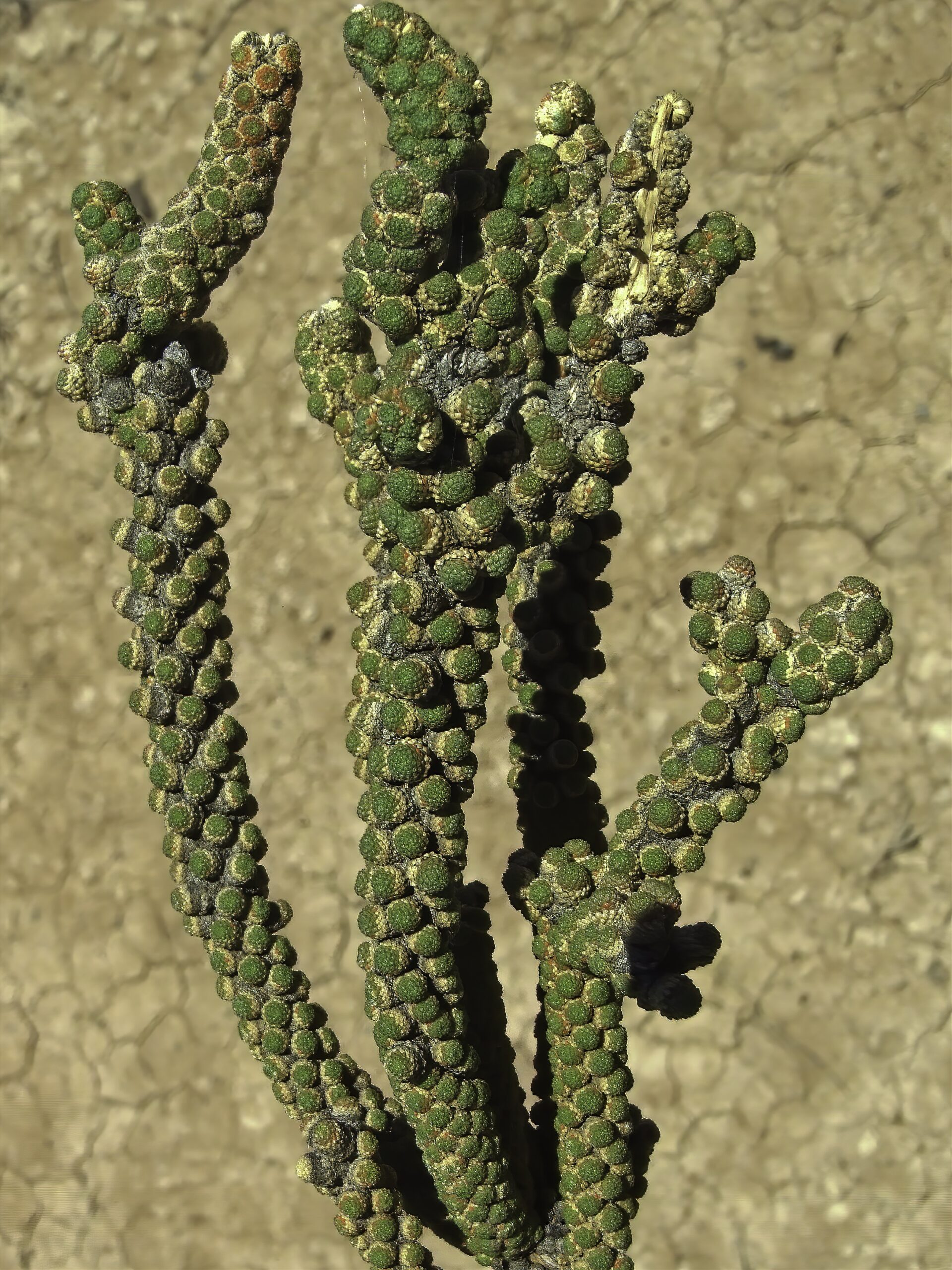 Tiganophyton karasense with its unique scaly leaves. Image by Wessel Swanepoel.