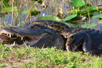 American alligator and an invasive Burmese python in Everglades National Park by Lori Oberhofer, National Park Service