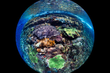 Coral reef in at Raja Ampat, Indonesia. Photo by Beth Watson / Ocean Image Bank.