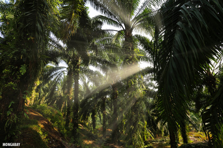 Interior of an oil palm plantation in Indonesia. Photo by Rhett A. Butler.