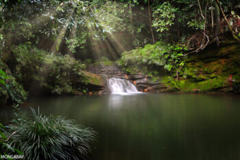 Rainforest in Borneo. Photo by Rhett A. Butler
