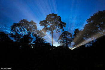 Malaysian rainforest at sunset. Photo by Rhett A. Butler