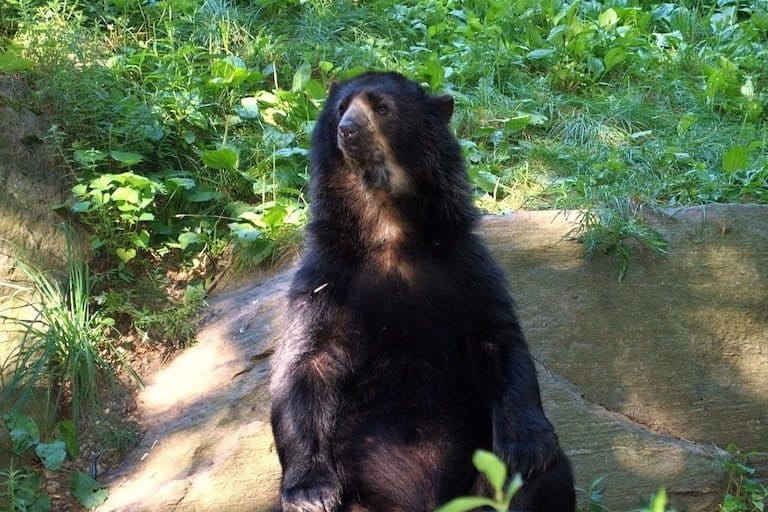 The Andean bear (Tremarctos ornatus), also called the spectacled bear, is the last remaining species of short-faced bear. It is listed as Vulnerable by the IUCN. Image by Futureman1199 via Wikimedia Commons (CC BY-SA 3.0).