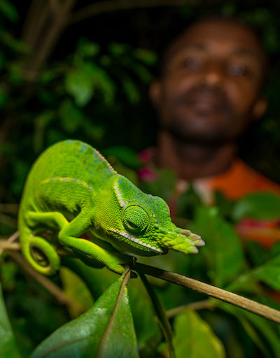 Pet Trade Relies On Disposable Wild Chameleons From Madagascar