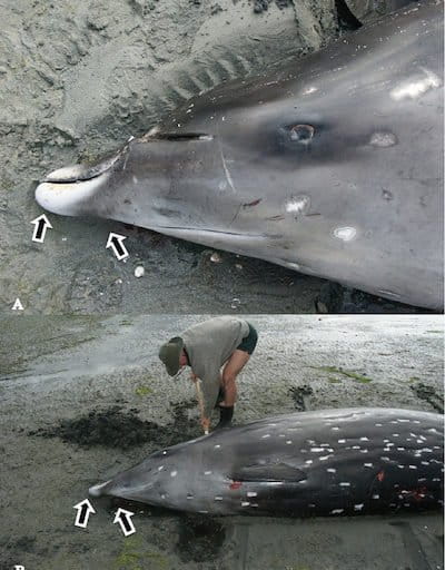 Ginkgo Toothed Beaked Whale