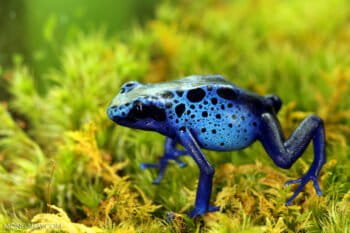 Blue dart frog. Image by Rhett Butler.