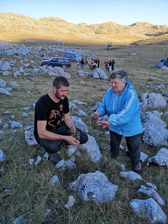 Collecting herbs on Sinjajevina Mountain. Image courtesy of Milan Sekulović. 