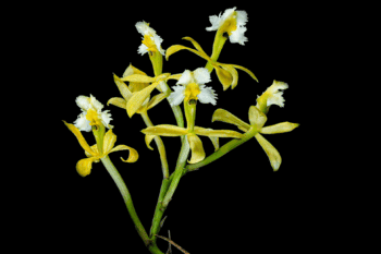 Photo: The newly discovered orchid, Epidendrum katarun-yariku. Image courtesy of Mateusz Wrazidlo.