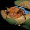 Myotis nimbaensis, shown here, is a new species of bat named for the mountain range in which it is found, the Nimba Mountains in West Africa. Photo © Kendra Snyder / Bat Conservation International.