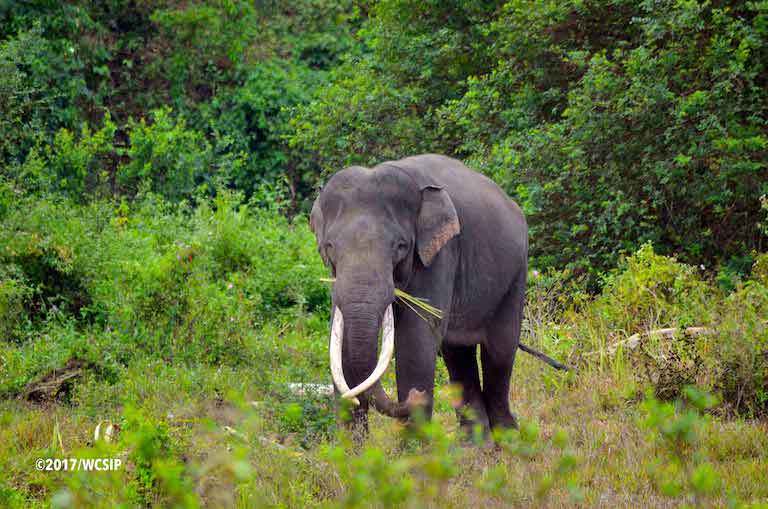 Podcast: With just 10 years left to save Sumatran elephants, what can