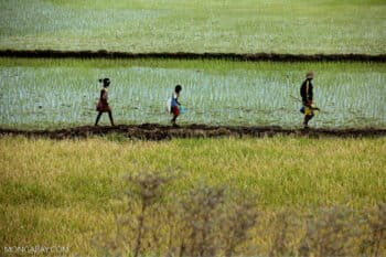 rice field by Rhett Butler/Mongabay.