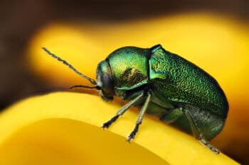 shiny green beetle