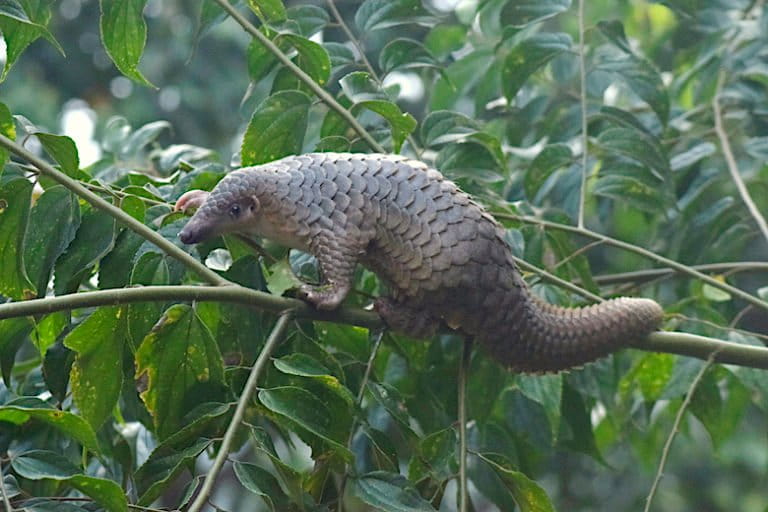 Sunda pangolins (Manis javanica) are critically endangered. Image by Frendi Apen Irawan via Wikimedia Commons (CC BY-SA 4.0)