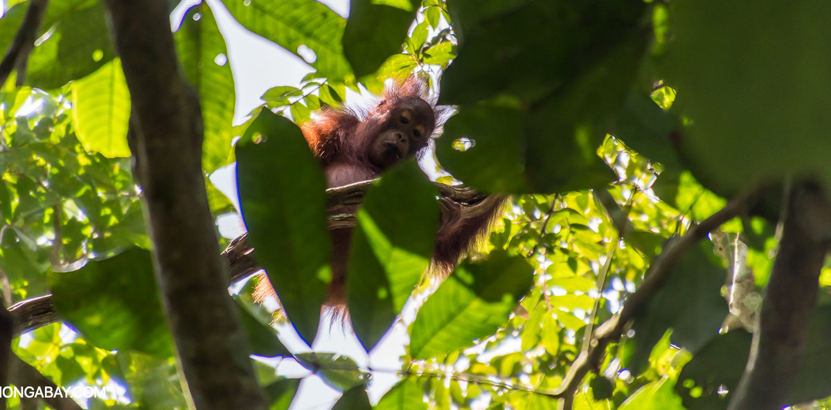 A Bornean orangutan (Pongo pygmaeus). Image by John C. Cannon/Mongabay.