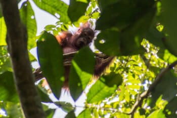A Bornean orangutan (Pongo pygmaeus). Image by John C. Cannon/Mongabay.