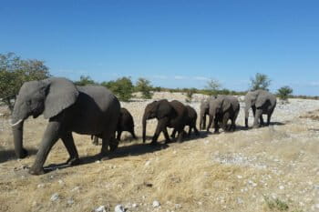 Namibian Elephants in Etosha. Photo credit: Stephan Scholvin