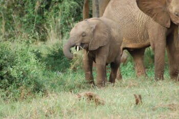 Elephant with calf, Tsavo National Park, Kenya. Image by Shever via Flickr (CC BY-2.0)
