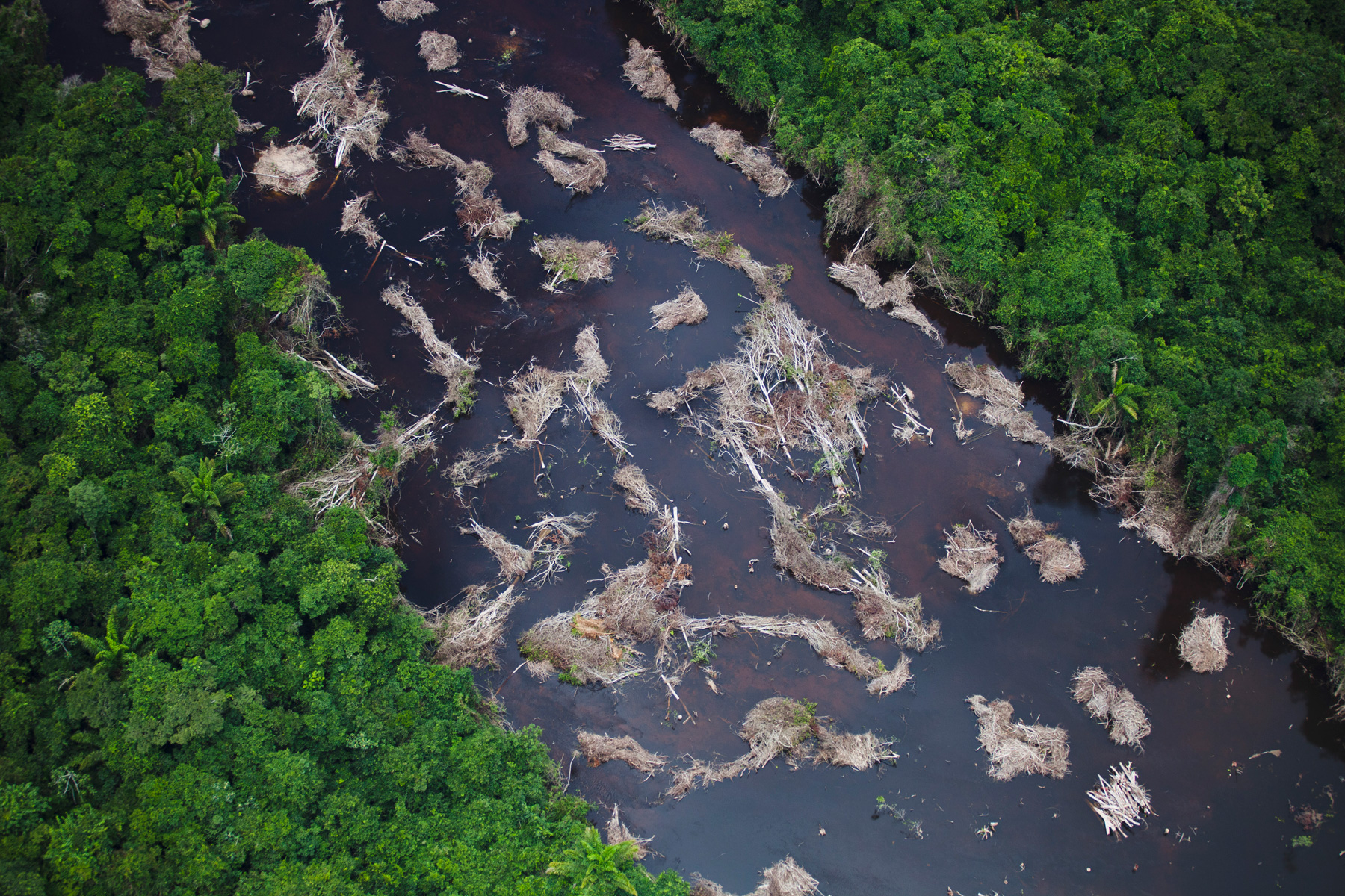 Dead trees in a canal constructed for the Belo Monte Dam project, near Altamira. Credit line: © Daniel Beltrá / Greenpeace