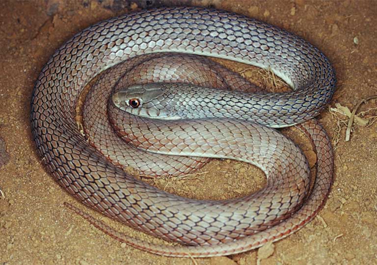 Cobra nativa do cerrado, Native snake of the brazilian savanna