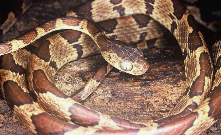 Cobra nativa do cerrado, Native snake of the brazilian savanna