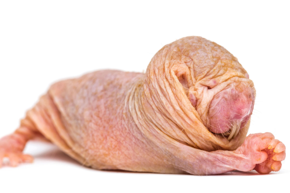 Naked Mole-Rat