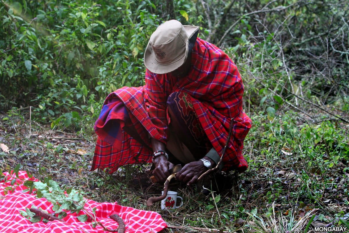 A Purko elder collecting medicinal plants in the Loita Hills Forest, Kenya. Photo credit: Rhett A. Butler.