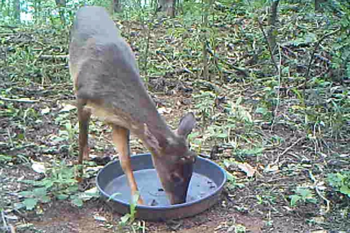 Fruiteating, seedpooping animals can help restore degraded forests