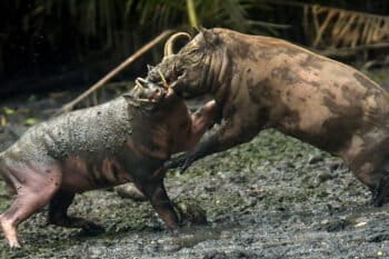 Two babirusa fighting in Indonesia. Image by Meldy Tamenge, edited by Cart, via Wikimedia Commons (CC BY-SA 4.0)