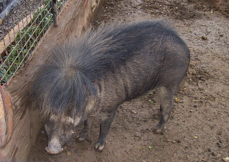 A Philippine warty hog (Sus philippensis). Image by Lsj via Wikimedia Commons (CC BY-SA 3.0).