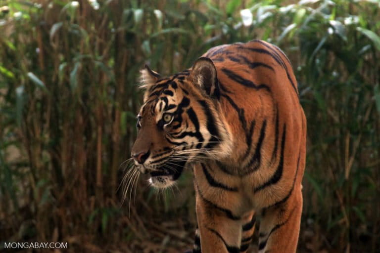 A Sumatran tiger in Indonesia. Image by Rhett A. Butler/Mongabay.