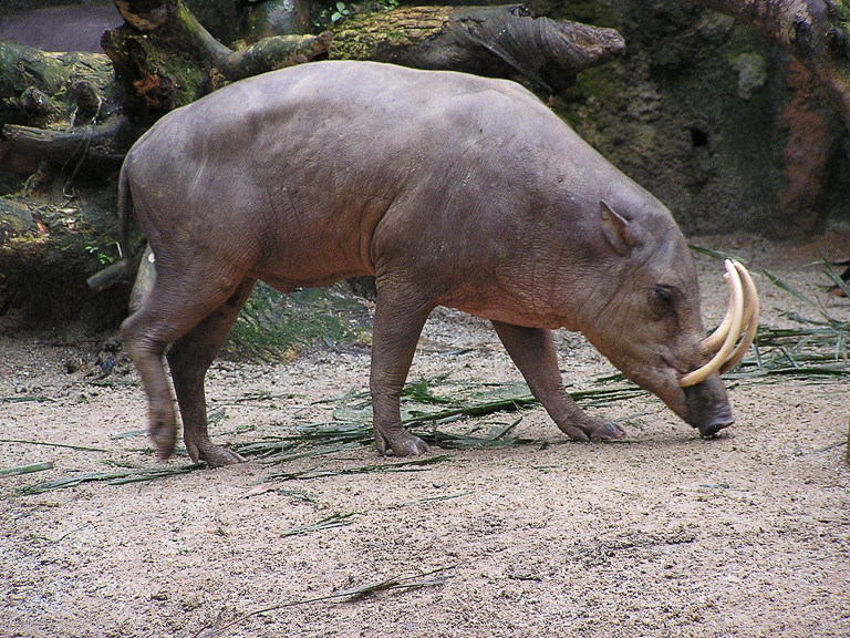 A Sulawesi babirusa (Babyrousa celebensis). Image by Masteraah at German Wikipedia, via Wikimedia Commons (CC BY-SA 2.0 DE).