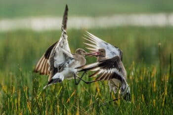 black-tailed godwits (Limosa limosa) in a fight for their territory in Mangalajodi Wetlands (Chilika - Wetland of International Importance under the Ramsar Convention), Odisha, India. By Arijit Mondal via Wikimedia Commons (CC BY-SA 4.0).