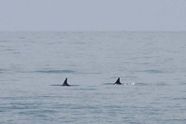 Fates Intertwined: Vaquitas, Totoabas, and Fishing on the Sea of Cortez