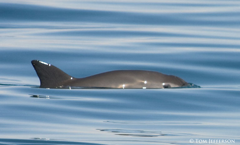 In the fight to save the vaquita, conservationists take on cartels