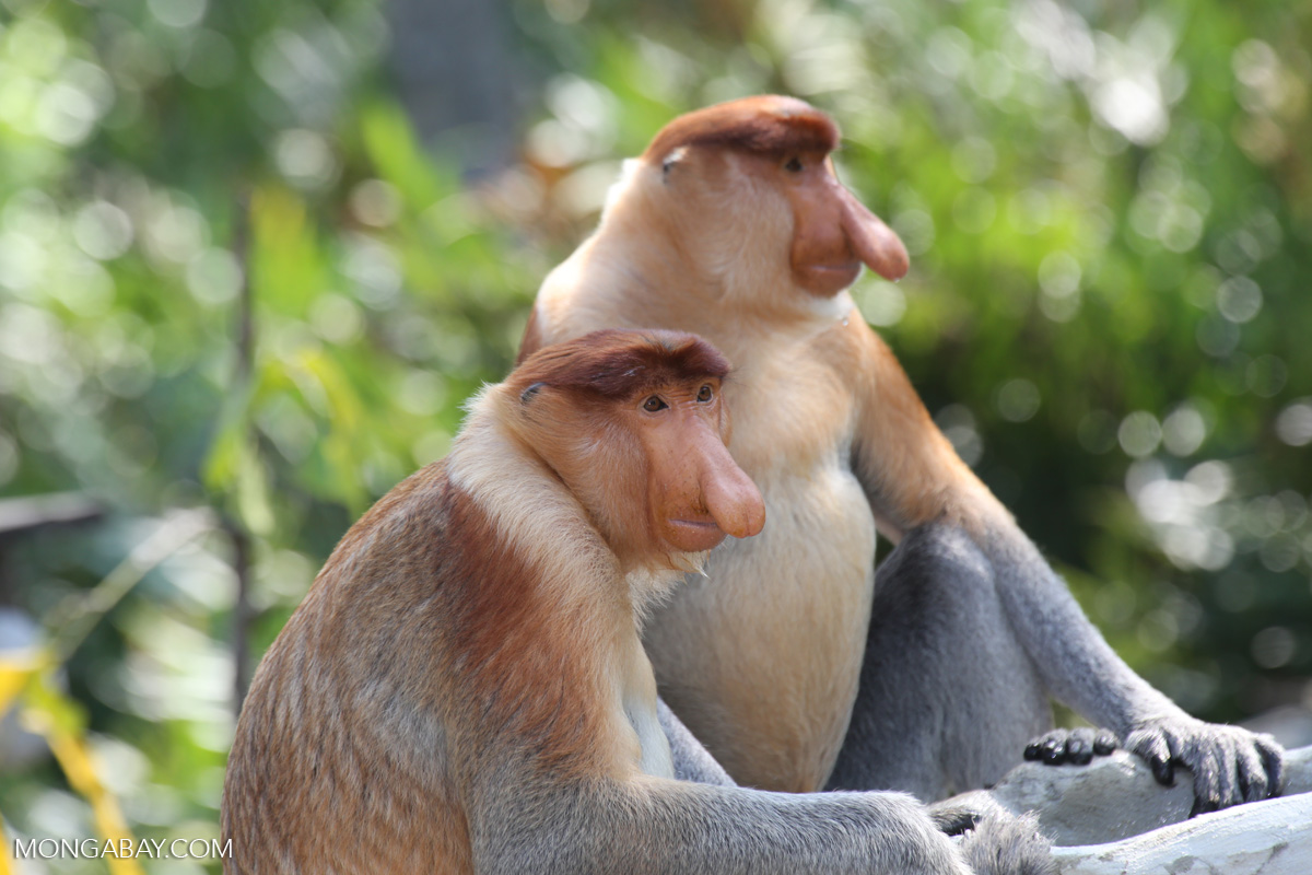 In Malaysian Borneo’s rainforests, powerful state governments set their own rules In Malaysian Borneo’s rainforests, powerful state governments set their own rules