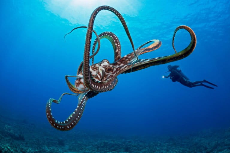 World Octopus Day: new discoveries about the world’s smartest invertebrates