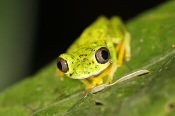 A lemur tree frog (Hylomantis lemur) in Costa Rica. Image by Rhett A. Butler/Mongabay.