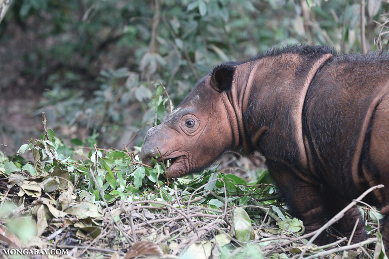 A baby Sumatran rhino in Indonesia. Image by Rhett A. Butler/Mongabay.