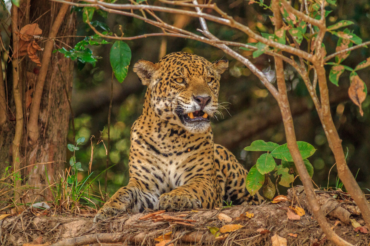 Electronic ears listen to poachers in a key Central American jaguar habitat Electronic ears listen to poachers in a key Central American jaguar habitat