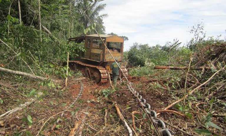 40% of the  Rainforest Is at Tipping Point To Becoming Savanna